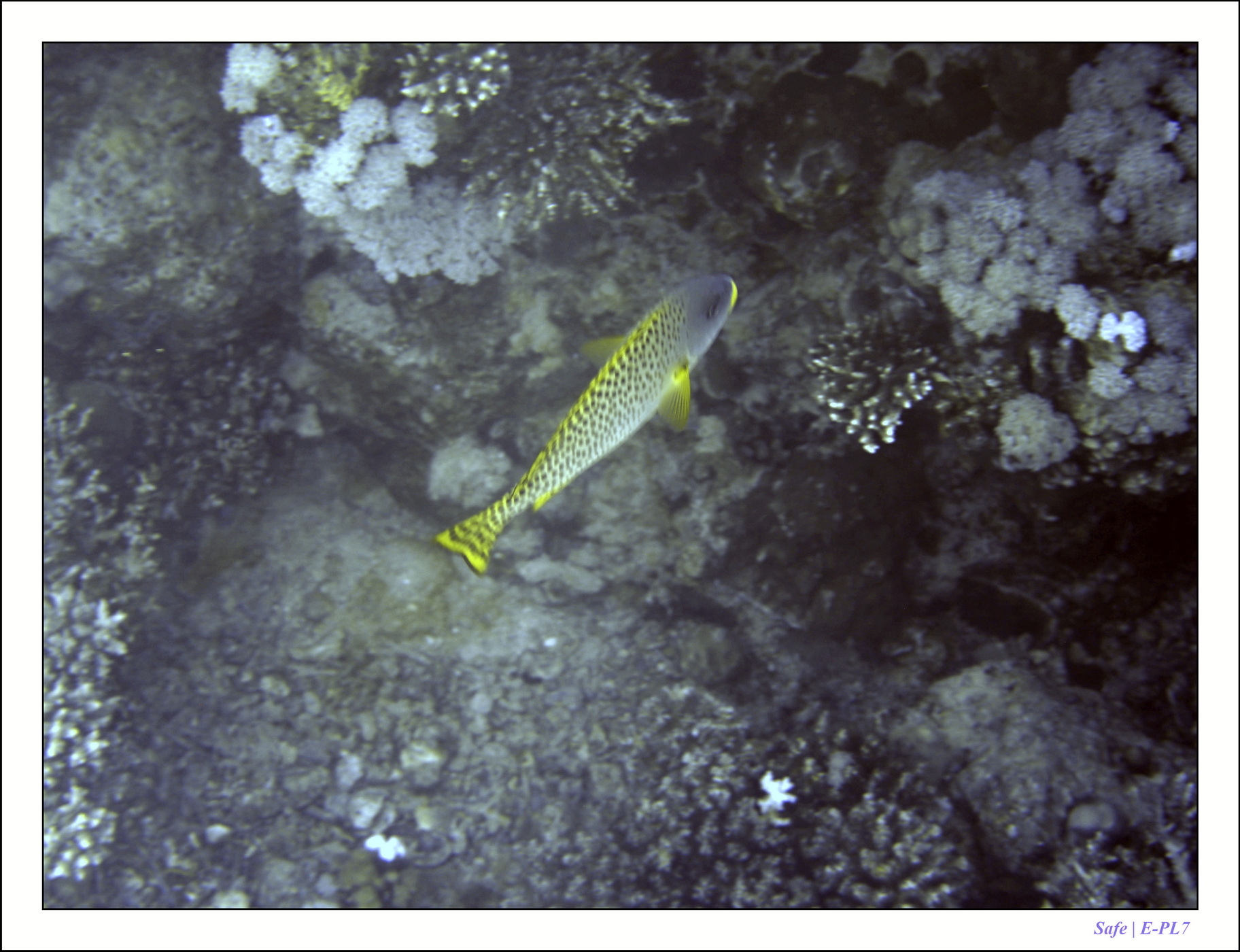 2023 - 03 - Charm El Sheikh - 52